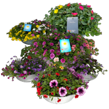 Portulaca, calibrachoa of zomermix schaal